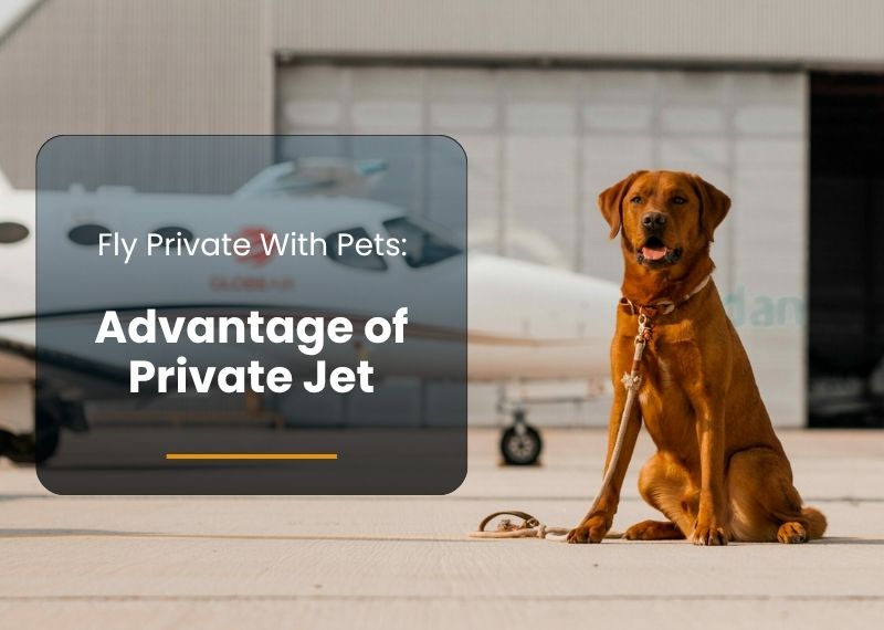 Fly Private With Pets The Advantage Nobody Talks About